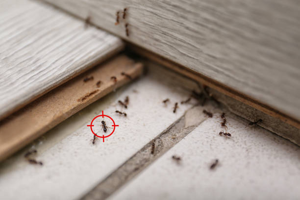 Reliable Poughkeepsie, NY Pest Control Solutions